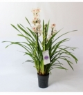 Cymbidium