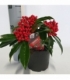 Skimmia