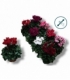 Cyclamen