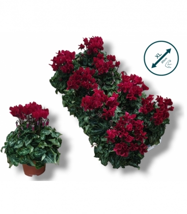 Cyclamen