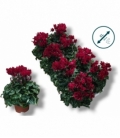 Cyclamen