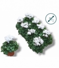Cyclamen