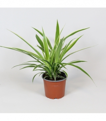 Chlorophytum