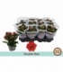 Kalanchoe
