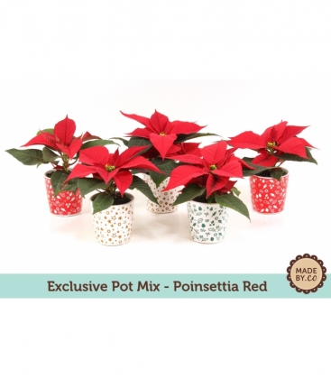 Poinsettia