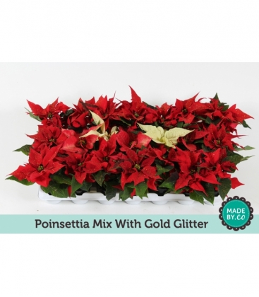 Poinsettia