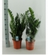 Zamioculcas