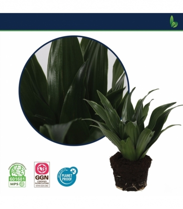 Dracaena