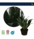 Dracaena