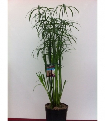 Cyperus