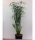 Cyperus