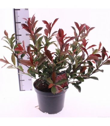 Photinia