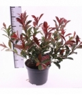 Photinia