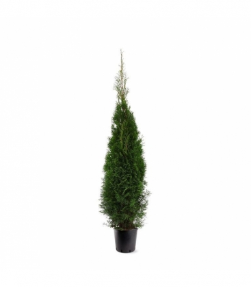 Thuja