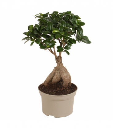 Ficus