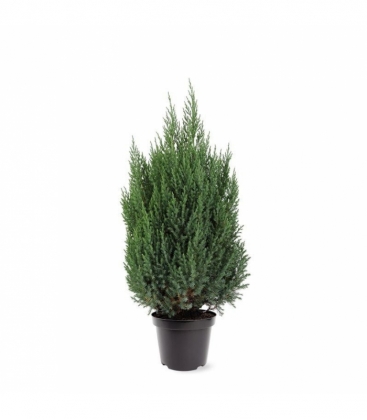 Juniperus