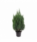 Juniperus