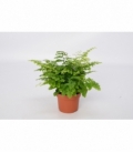 Adiantum
