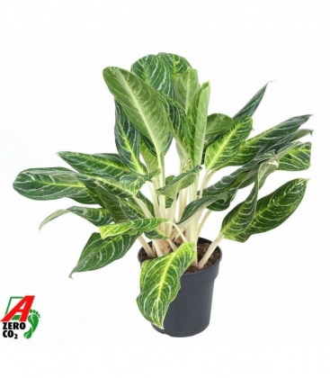Aglaonema