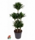 Dracaena