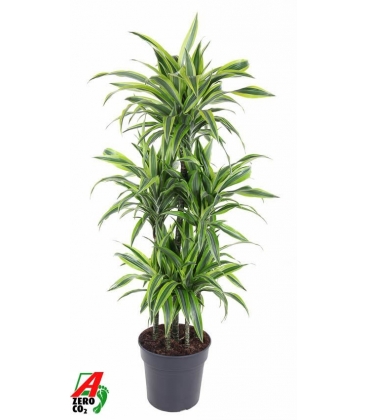 Dracaena