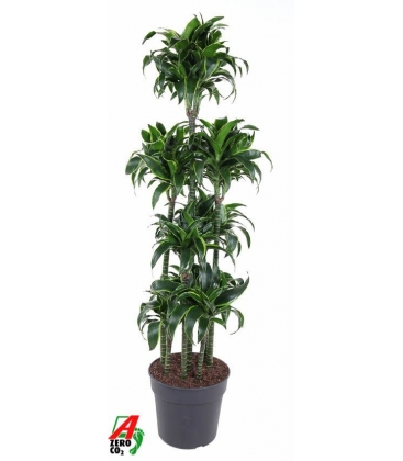 Dracaena