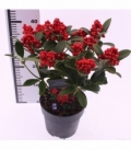 Skimmia