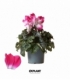 Cyclamen