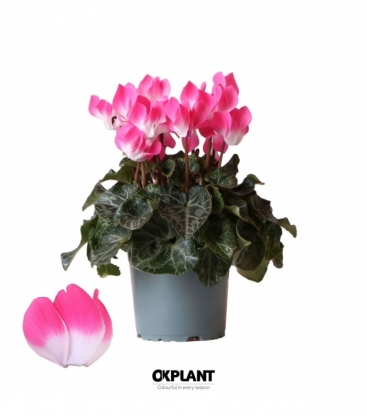 Cyclamen