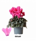 Cyclamen
