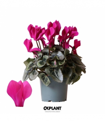 Cyclamen