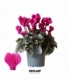 Cyclamen