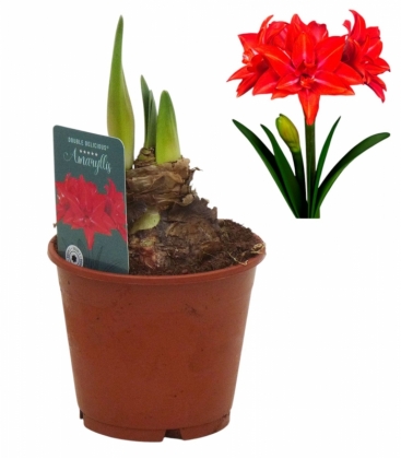 Amaryllis