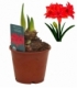 Amaryllis