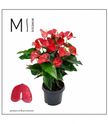 Anthurium