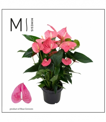 Anthurium