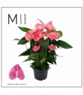 Anthurium