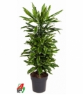 Dracaena