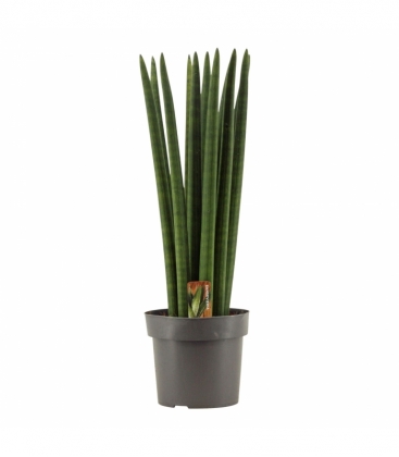 Sansevieria
