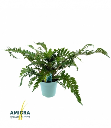 Polystichum