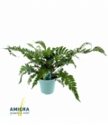 Polystichum