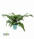 Polystichum