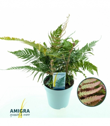 Dryopteris