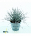 Festuca
