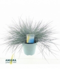 Festuca