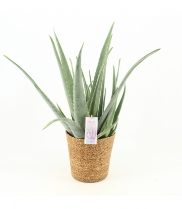 Aloe
