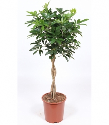Schefflera