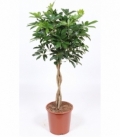 Schefflera