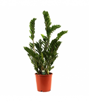 Zamioculcas