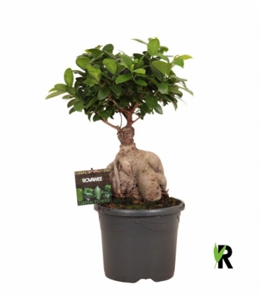 Ficus